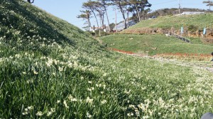 下田・須崎の水仙