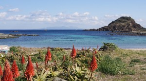 下田・須崎の水仙
