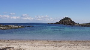 下田・須崎の水仙