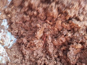 ミミズと堆肥