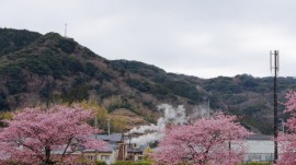 みなみの桜