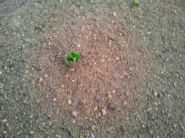 芽が出た