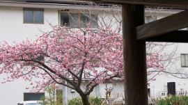 海善寺