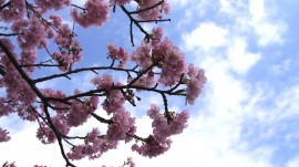 みなみの桜