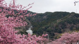 みなみの桜
