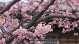 海善寺