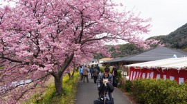 みなみの桜