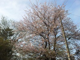 ソメイヨシノまばら