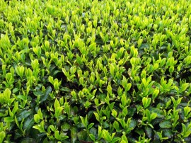 お茶の新芽