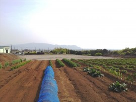 遠く大瀬崎