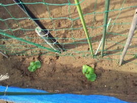 ゴーヤ植え付け