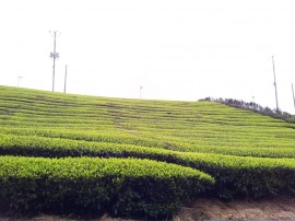 茶畑