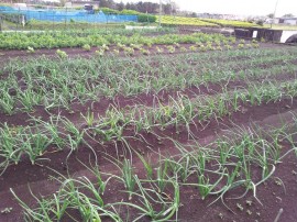 たまねぎ五月豆も