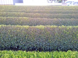4月13日遅霜で全滅のお茶