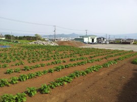 遠くに沼津市街