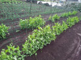 グリーンピース