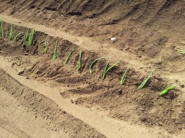 根深ねぎ植え付け