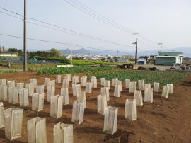 夏野菜植え付け