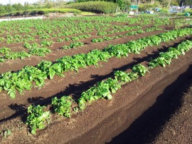 じゃがいも順調