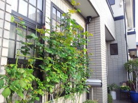 バラ元気