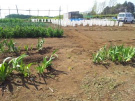 さあ綺麗下田へ