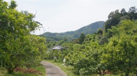 山