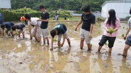 田植え若者