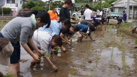 田植え軍団