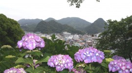 下田富士とあじさい