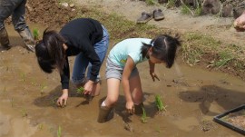 田植え子供