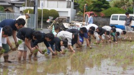 田植え