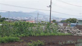 沼津遠望