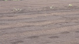 育つかつる首