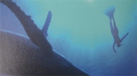 いるかと潜る