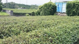 放棄茶畑