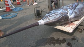 0726-28国際カジキ釣り大会08