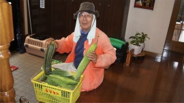 ゴーヤとズッキーニ