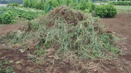 草の山