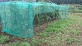 トマトと草