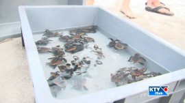 2013-0821-こがめ放流006