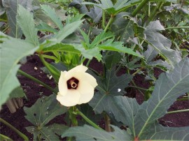 おくら花
