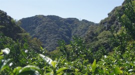 大沢茶畑より南を