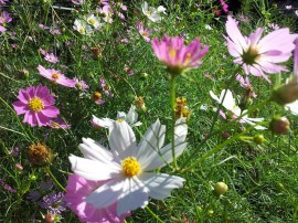 コスモス