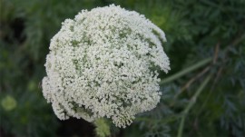 人参の花