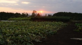 夕焼けつる首