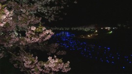 20140303夜桜流れ星04