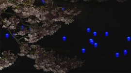 20140303夜桜流れ星02