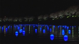 20140303夜桜流れ星03