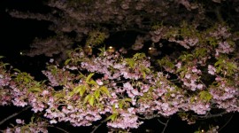 th_DSC07763