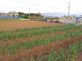 たまねぎ